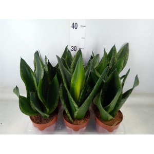 Sansevieria trifa.   ...