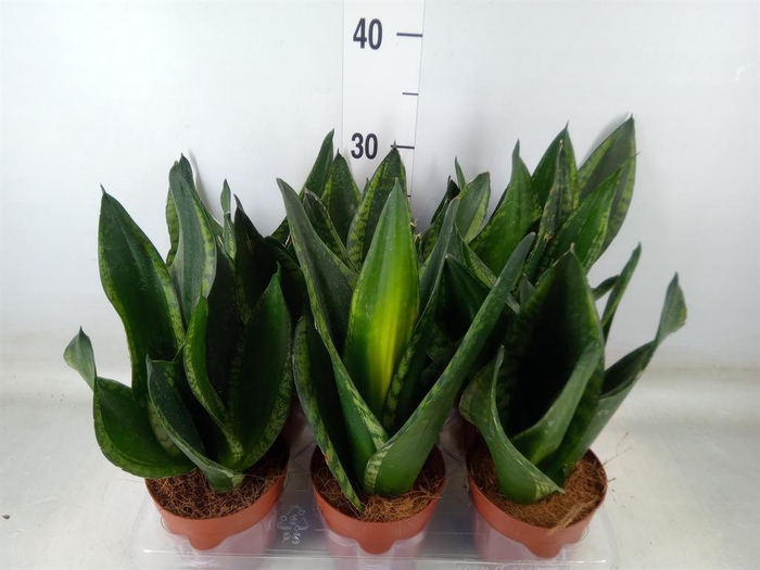 <h4>Sansevieria trifa.   ...</h4>
