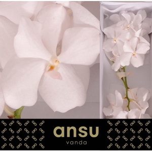 Vanda Kanchana Ansu No.1 X16