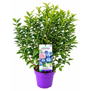 Vaccinium corymbosum