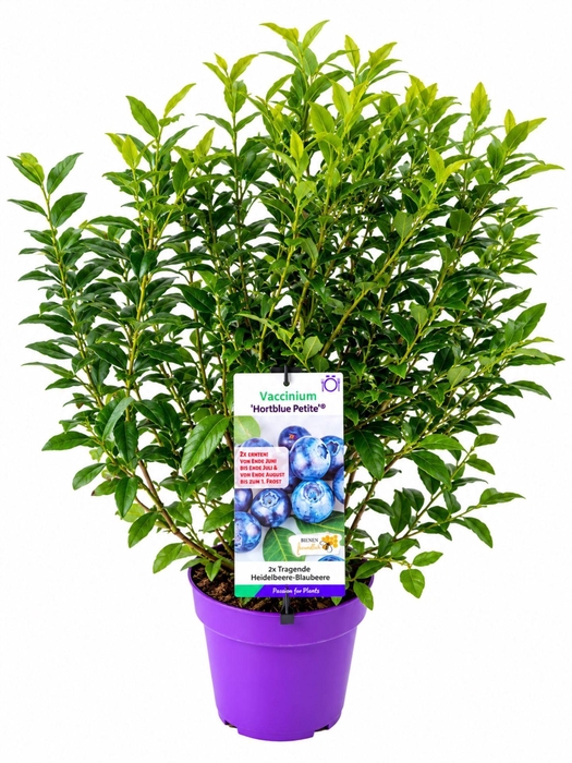 <h4>Vaccinium corymbosum</h4>