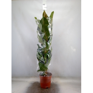 Ficus benghalensis 'Joy'