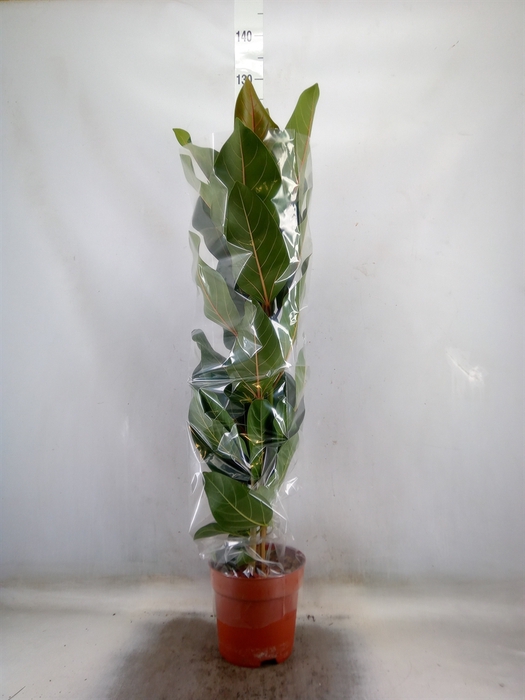 <h4>Ficus benghalensis 'Joy'</h4>