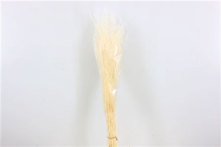 <h4>Dried Ouro Bleached Bunch</h4>