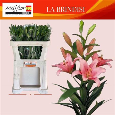 <h4>Li La Brindisi</h4>