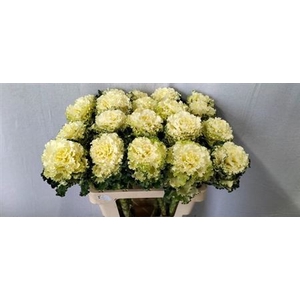 Brass Crane Ru White