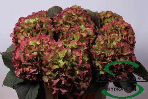 <h4>HYDR M CH VERENA CL</h4>