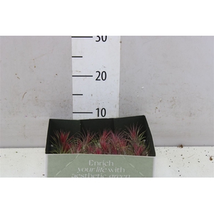 Tillandsia Intense Red