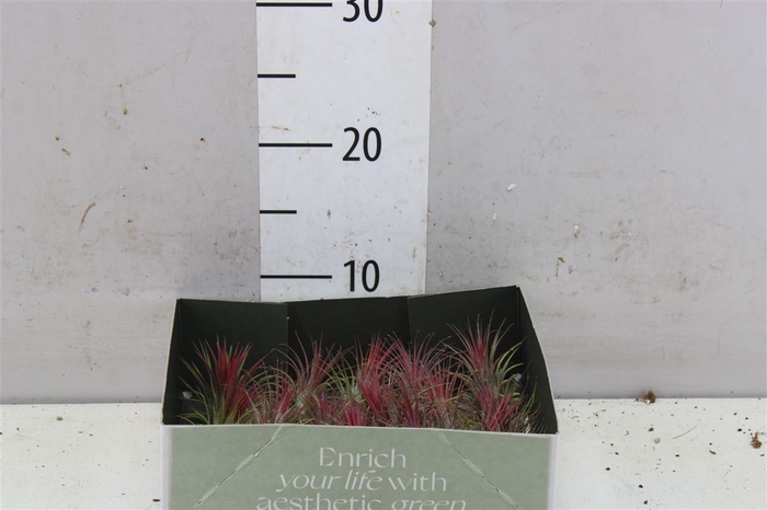 <h4>Tillandsia Intense Red</h4>