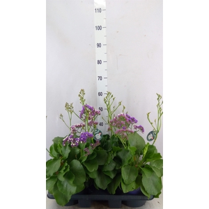 Limonium  'Salt Lake'