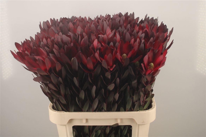 <h4>LEUCAD SAF SUNSET</h4>