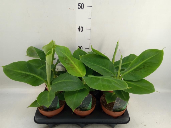 <h4>Musa  'Tropicana'</h4>