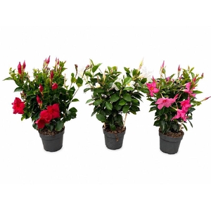 Dipladenia rek diverse kleuren