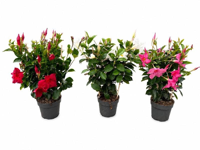 <h4>Dipladenia rek diverse kleuren</h4>