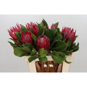 Protea Cynaroides Madiba