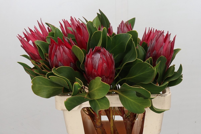 <h4>Protea Cynaroides Madiba</h4>