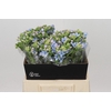 Oxypetalum Tweedia Blue