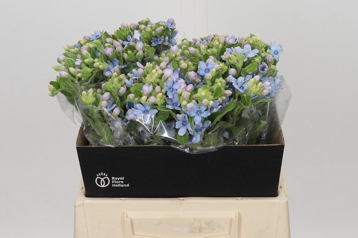 Oxypetalum Tweedia Blue