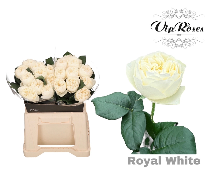 <h4>R GR OV ROYAL WHITE</h4>