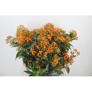Pittosp Rombifolia P Bunch