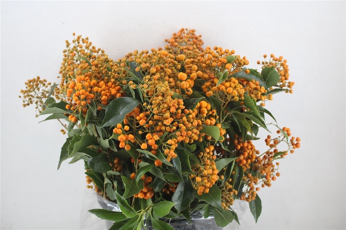 <h4>Pittosp Rombifolia P Bunch</h4>