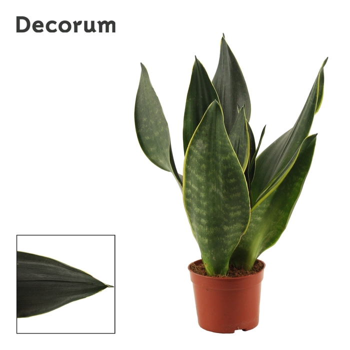 Sansevieria Black Diamond 9 cm (Decorum)