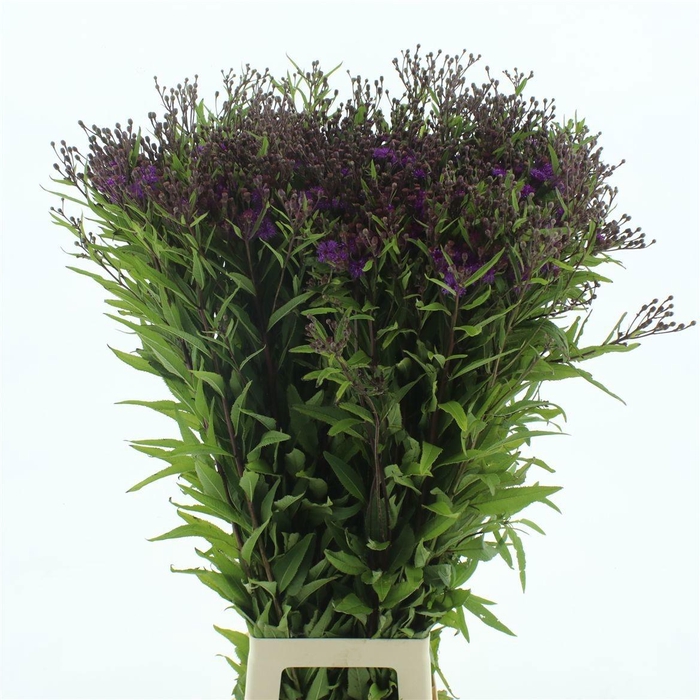 <h4>VERNONIA CRINITA</h4>