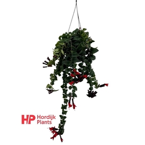 Aeschynanthus Overig hangpot Bluster (Rasta), beperkt leverbaar