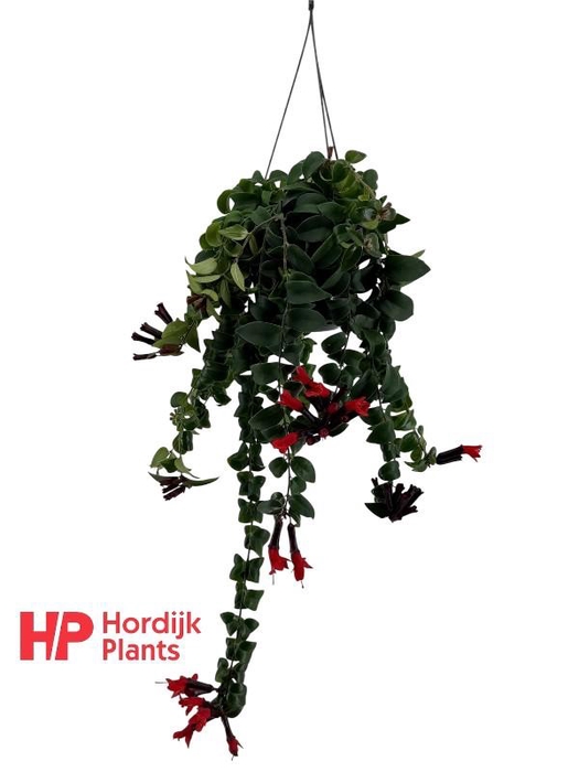 <h4>Aeschynanthus Overig hangpot Bluster (Rasta), beperkt leverbaar</h4>