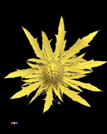 Eryngium Yellow