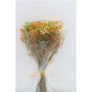 Pres Gypsophila Panic Miami Bouquet