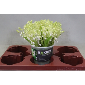 CONVALLARIA P ST