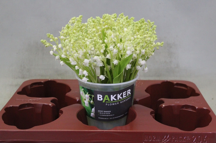 CONVALLARIA P ST