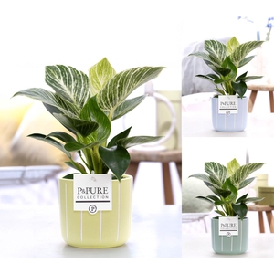 Philodendron White Wave in P&PURE Fleur ceramics ass. 3