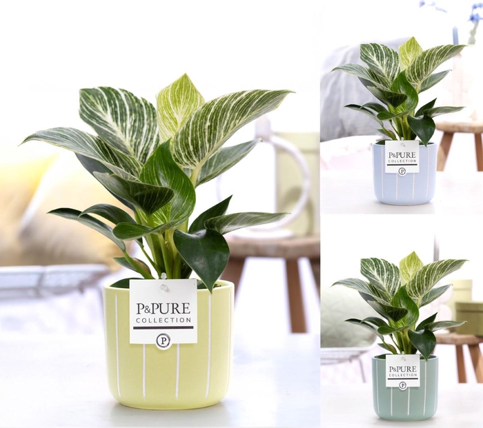 <h4>Philodendron White Wave in P&PURE Fleur ceramics ass. 3</h4>