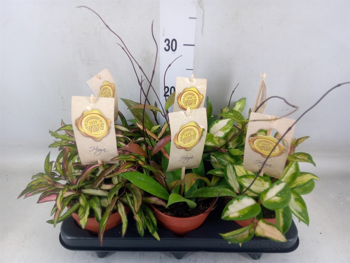 <h4>Hoya carnosa</h4>