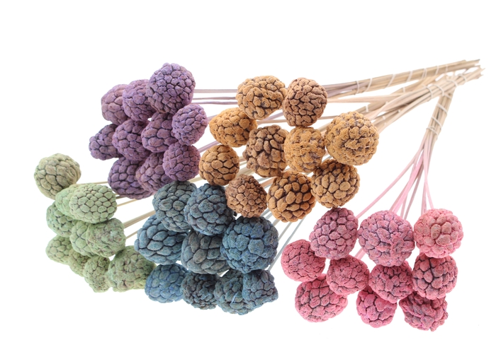 Atta Fruit on stem Intense Mixed Colours Frosted