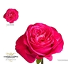 Rosa Garden Girlfriend