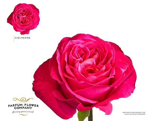 Rosa Garden Girlfriend