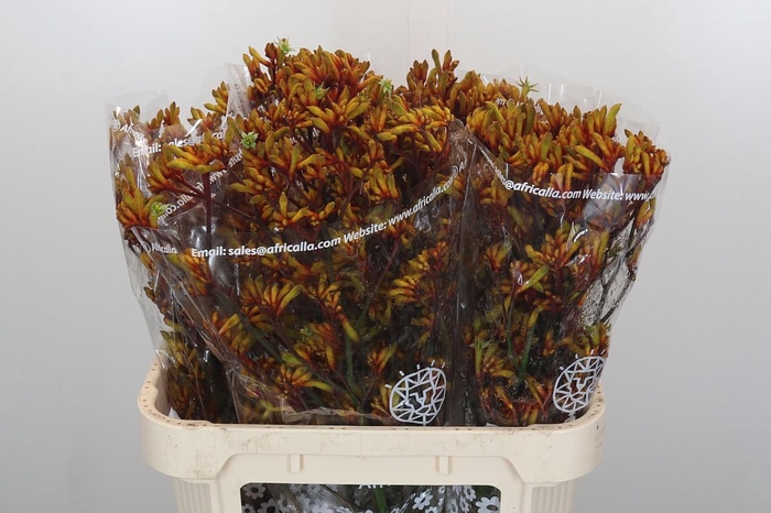 <h4>Anigozanthos Gold Fever</h4>