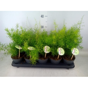 Asparagus dens. 'Sprengeri'