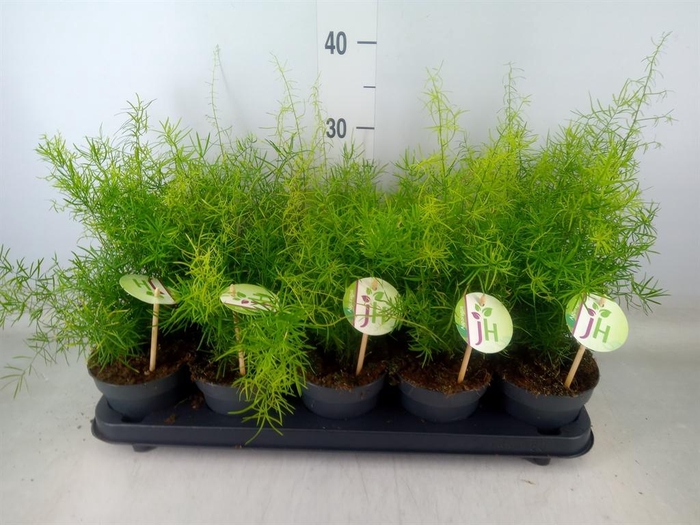 <h4>Asparagus dens. 'Sprengeri'</h4>