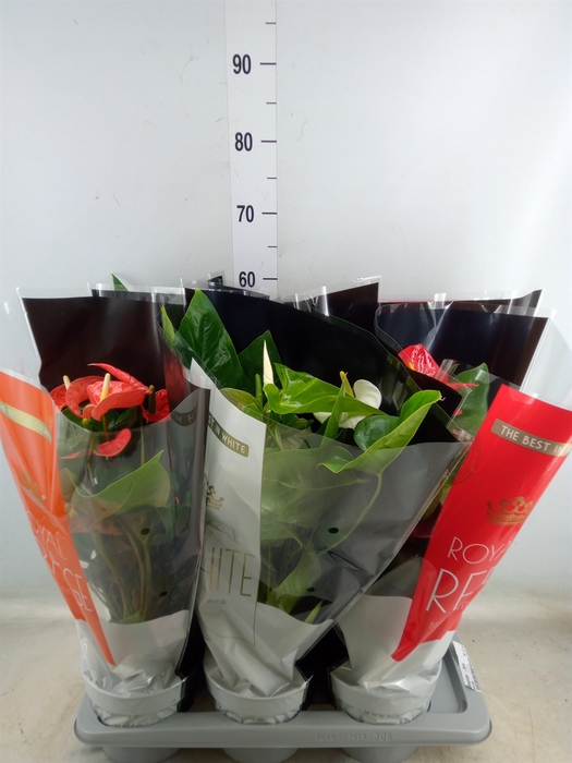 <h4>Anthurium   ...mix</h4>