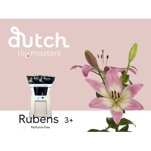 LI LA RUBENS 3+