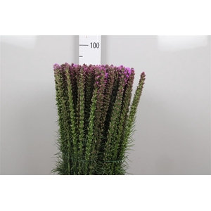 Liatris Spicata