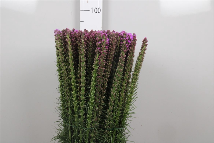 <h4>Liatris Spicata</h4>