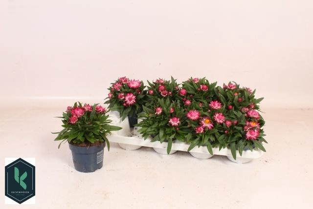 <h4>XEROCH BR CRIS PINK</h4>