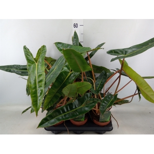 Philodendron billietiae