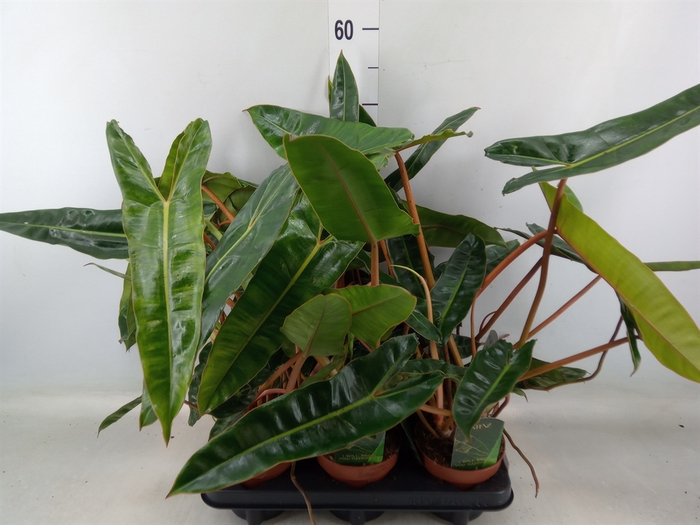 <h4>Philodendron billietiae</h4>