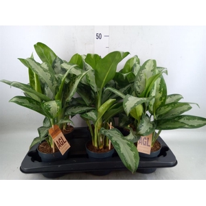 Aglaonema  'Jubilee'